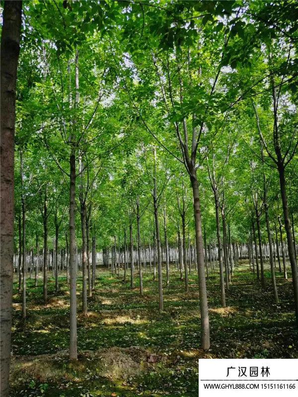 速生白蠟 速生白蠟