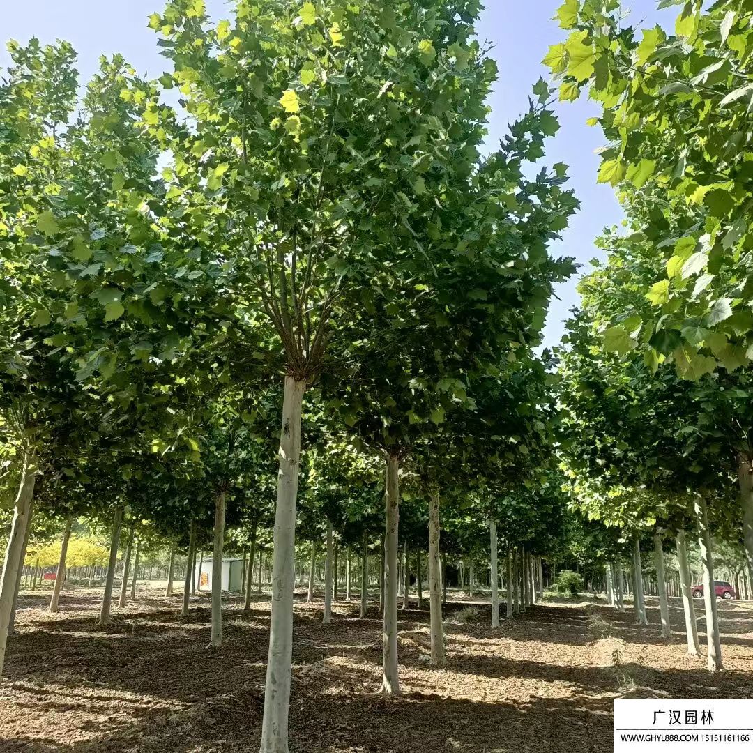 速生法桐 速生法桐