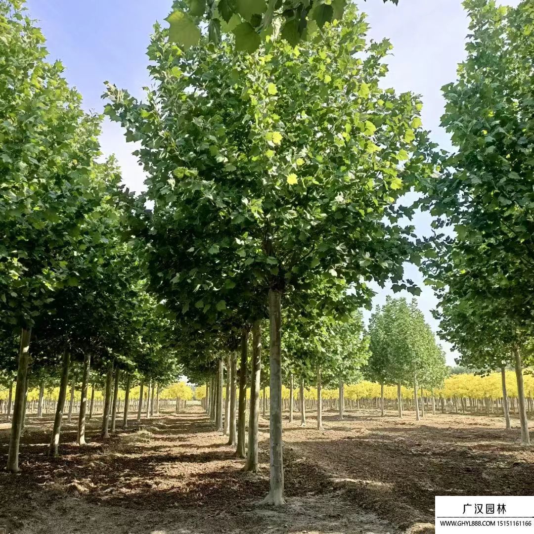 速生法桐 速生法桐