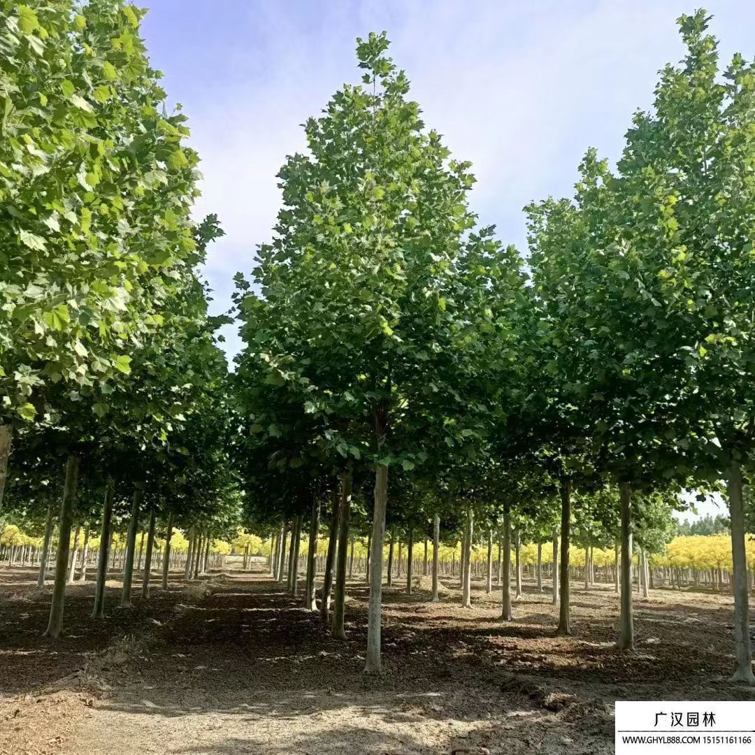 速生法桐 速生法桐