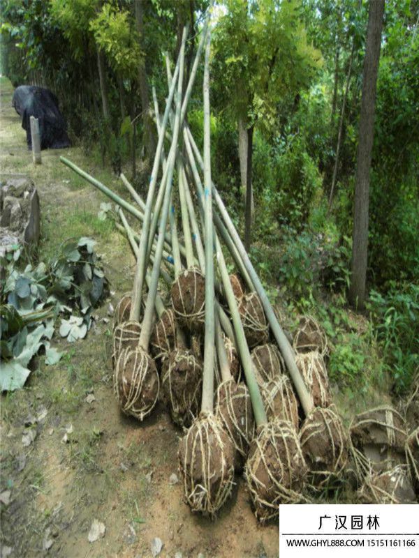 青銅樹(shù) 青銅樹(shù)