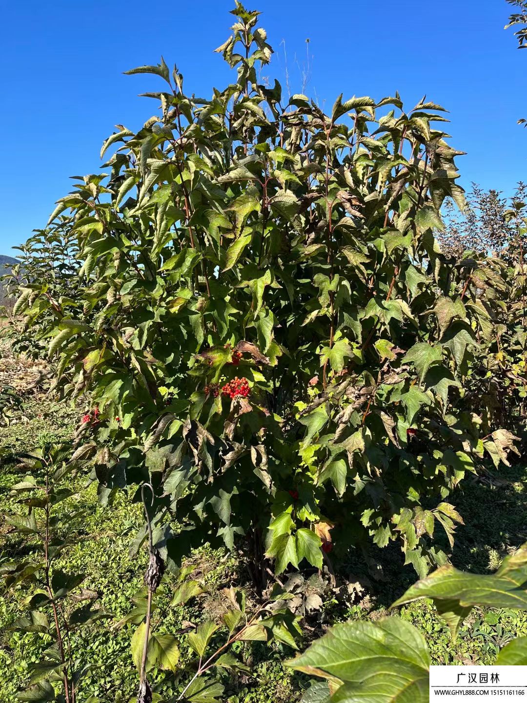 天目瓊花 天目瓊花