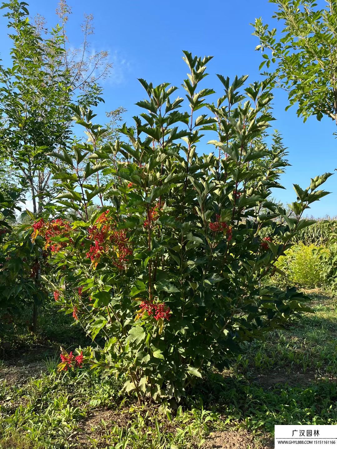 天目瓊花 天目瓊花