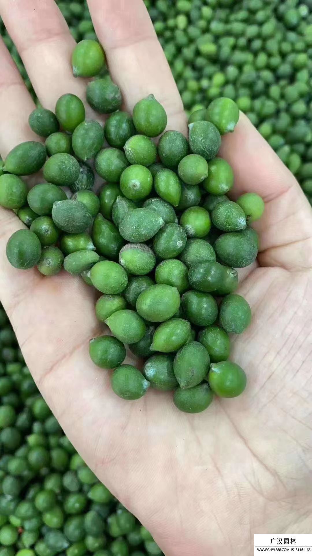 羅漢松種子 羅漢松種子