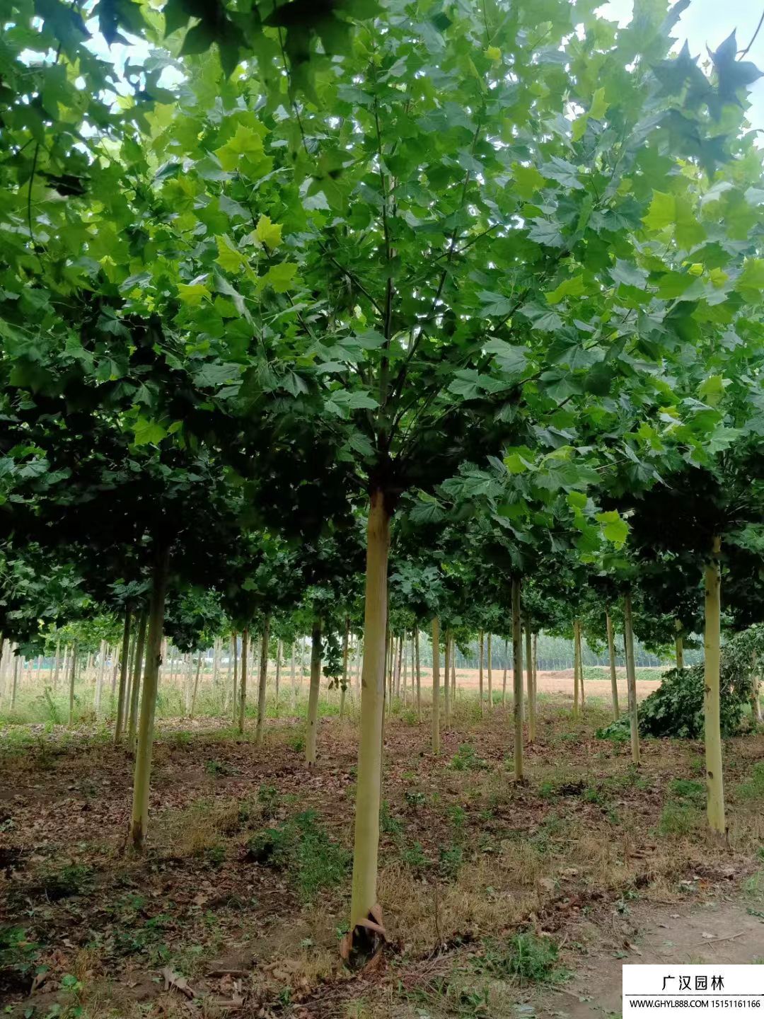 法桐小苗 法桐小苗