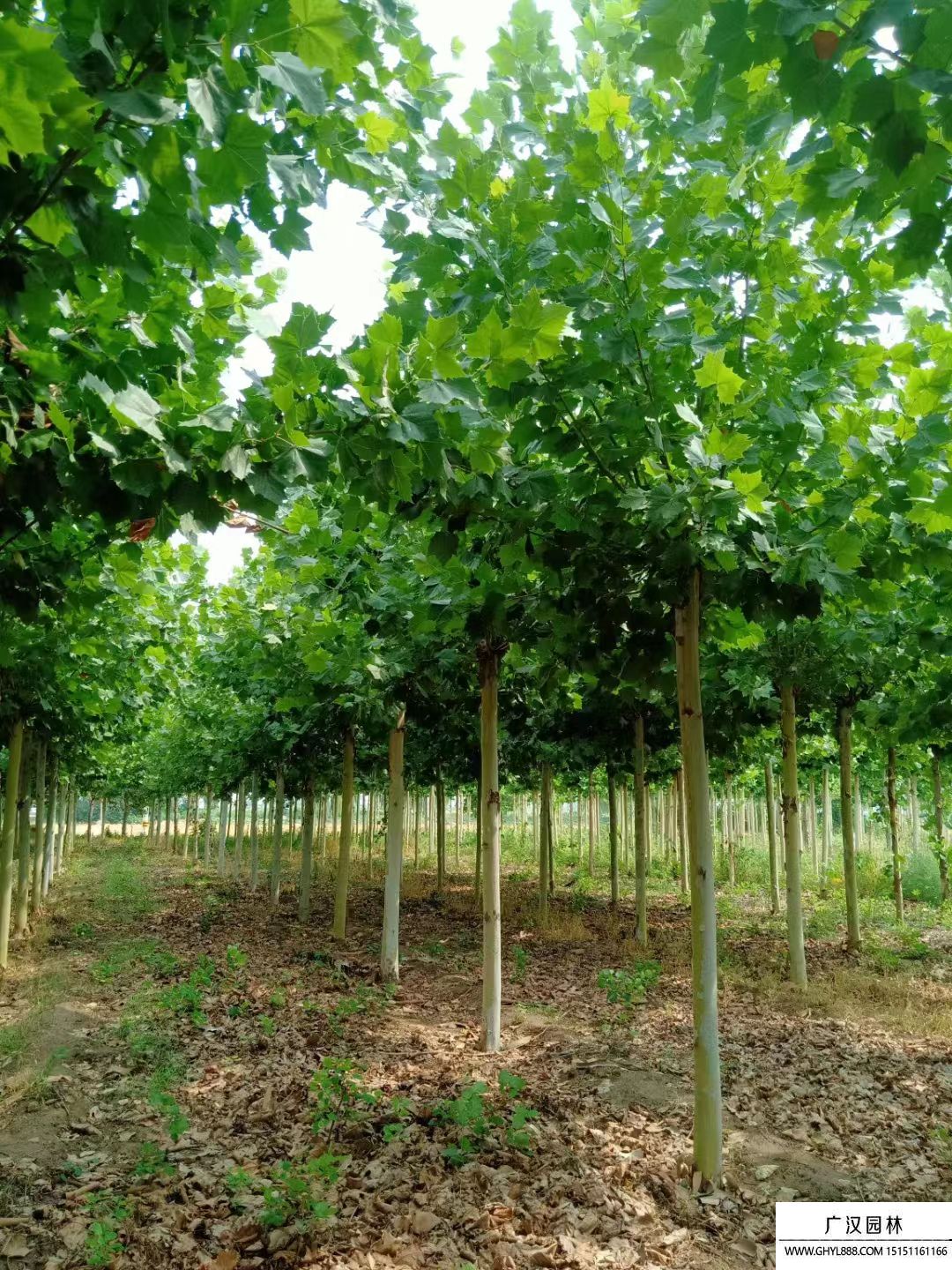 法桐樹(shù) 法桐樹(shù)