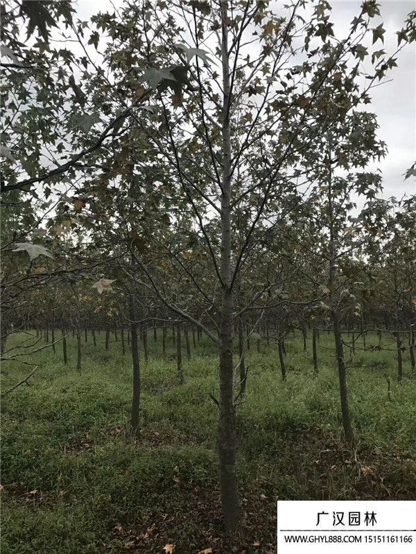 北美楓香樹(shù) 