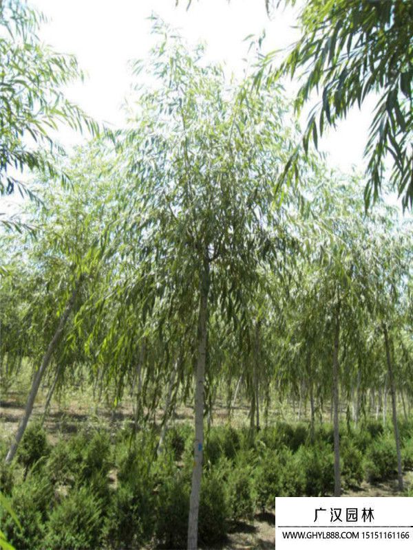 青皮垂柳 青皮垂柳