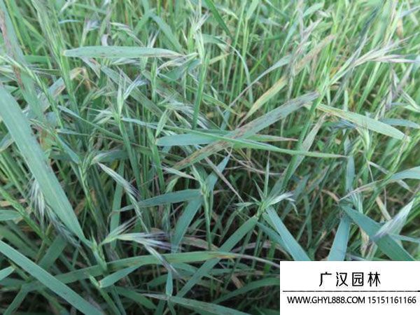 披堿草種子 披堿草種子