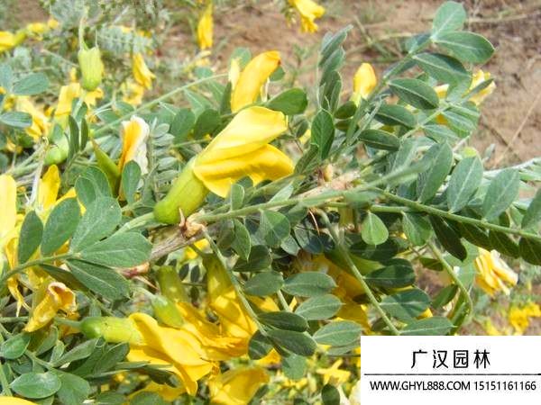 普通檸條種子 普通檸條種子