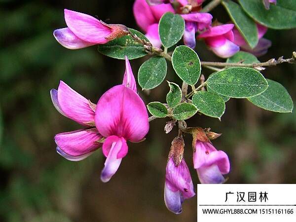 胡枝子種子 胡枝子種子