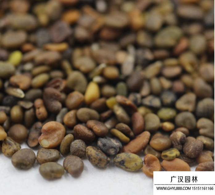 沙打旺種子 沙打旺種子