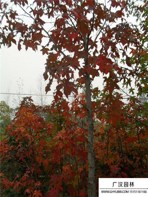 北美楓香 北美楓香