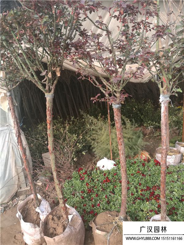 樹狀月季 樹狀月季