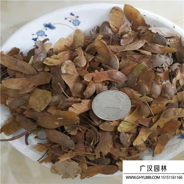 五角楓種子 五角楓種子