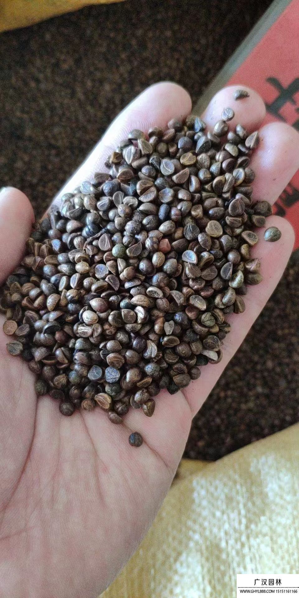 爬山虎種子 爬山虎種子