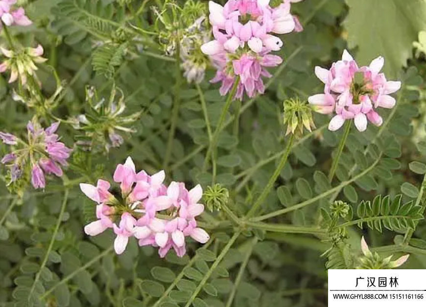 小冠花種子 小冠花種子