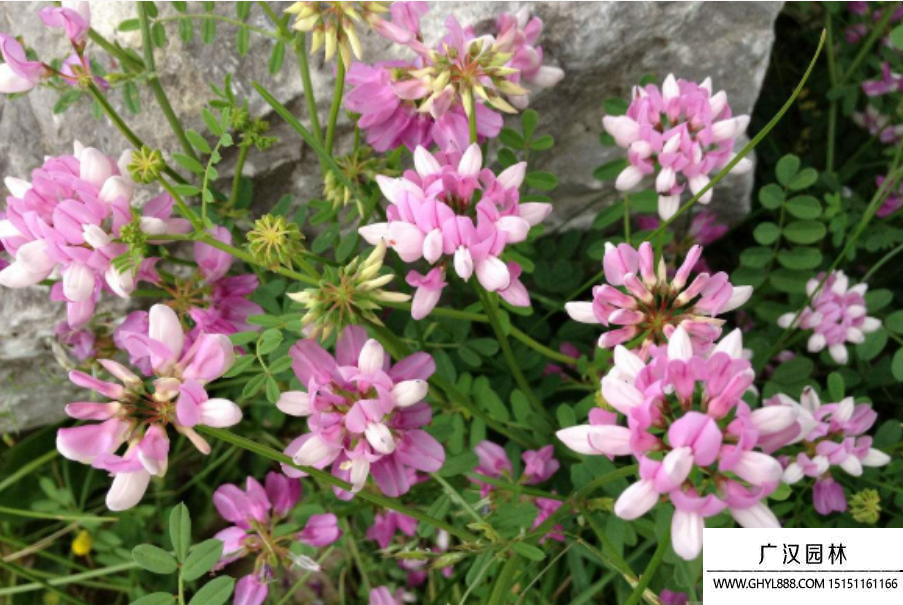 小冠花種子 小冠花種子