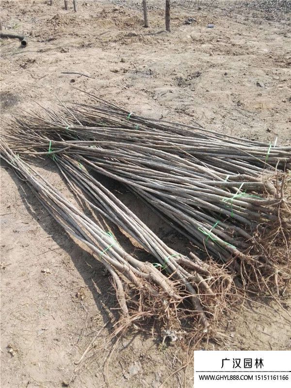 楊樹(shù) 楊樹(shù)