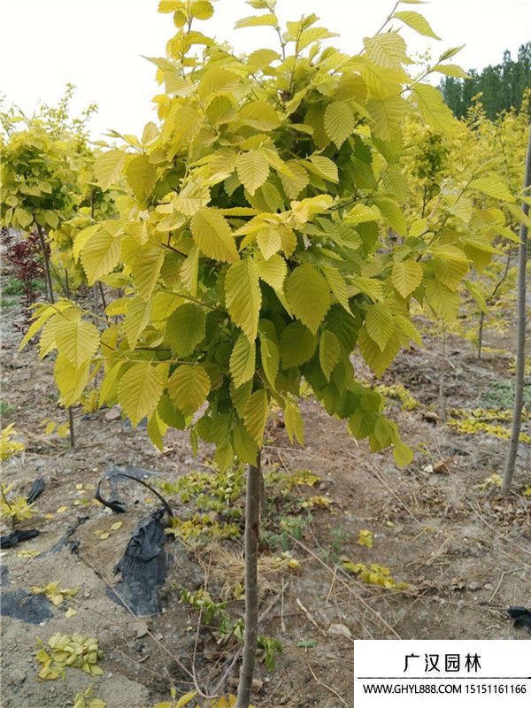 中華金葉榆 中華金葉榆