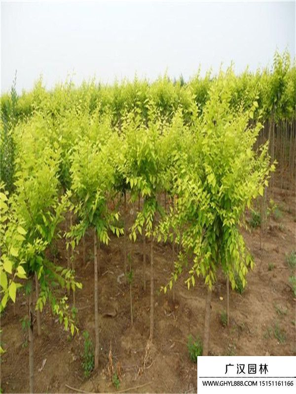 中華金葉榆 中華金葉榆