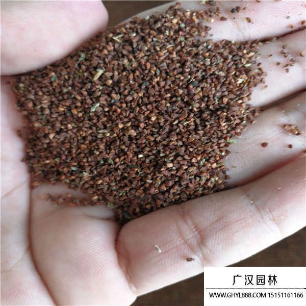 月見草種子 月見草種子