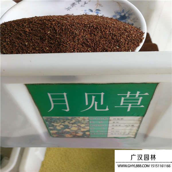 月見草種子 月見草種子