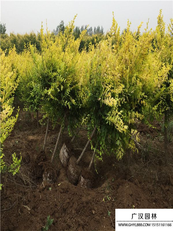 中華金葉榆 中華金葉榆