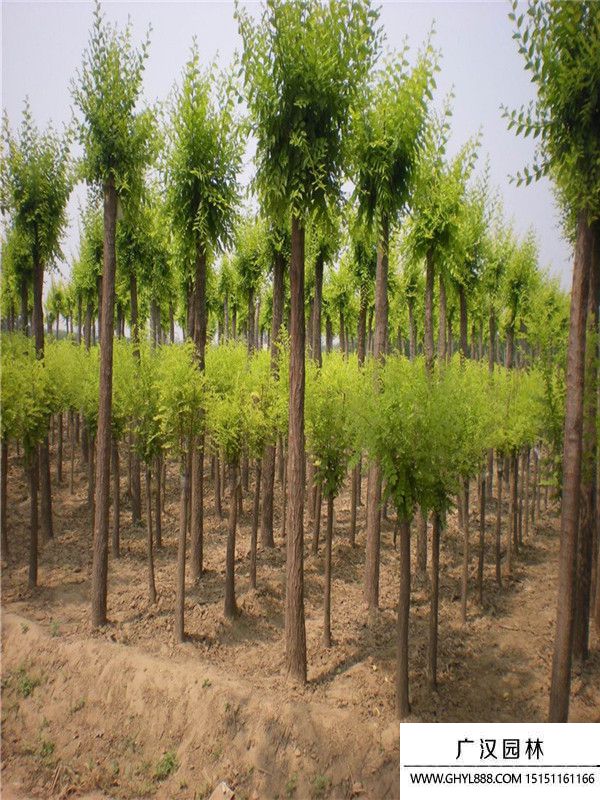 中華金葉榆 中華金葉榆