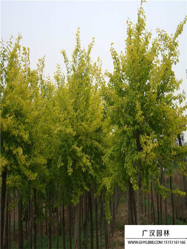 中華金葉榆 中華金葉榆