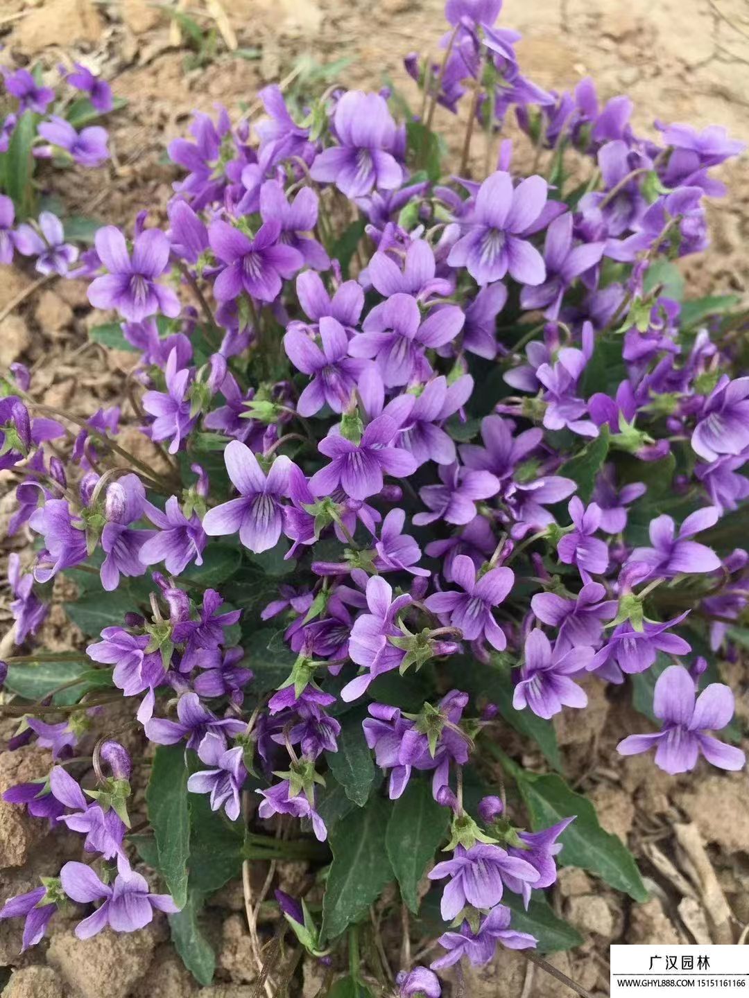 紫花地丁 紫花地丁