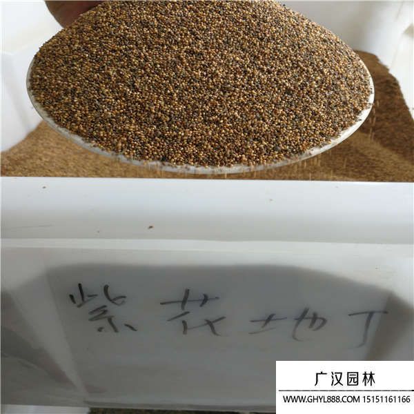 紫花地丁種子 紫花地丁種子