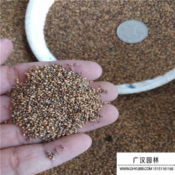 紫花地丁種子 紫花地丁種子