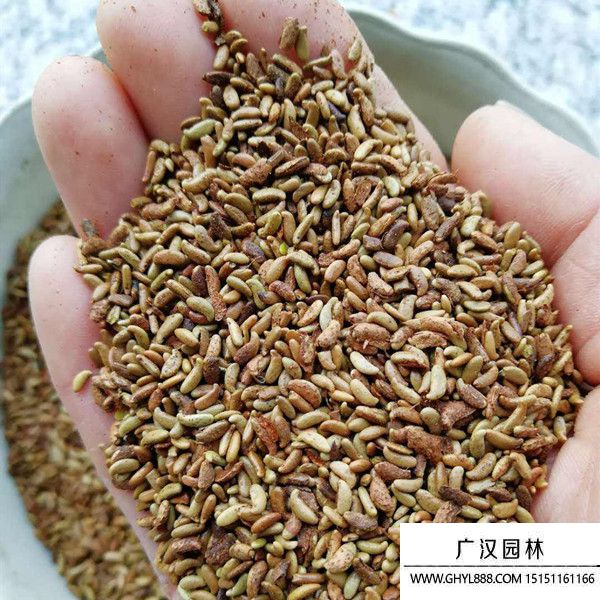 紫穗槐凈籽種子