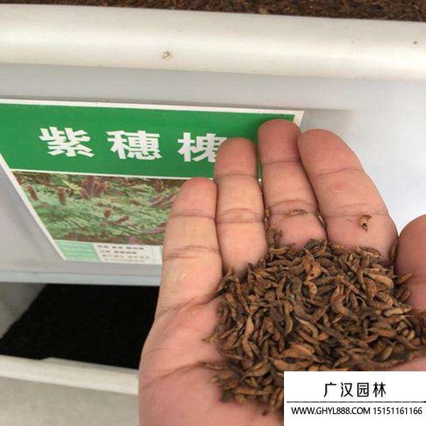 紫穗槐凈籽種子 紫穗槐凈籽種子
