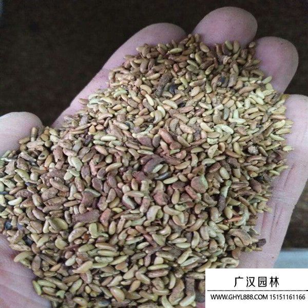 紫穗槐凈籽種子