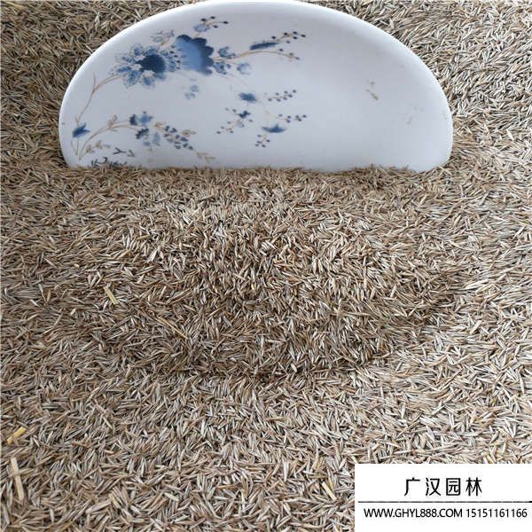 紫羊茅種子 紫羊茅種子