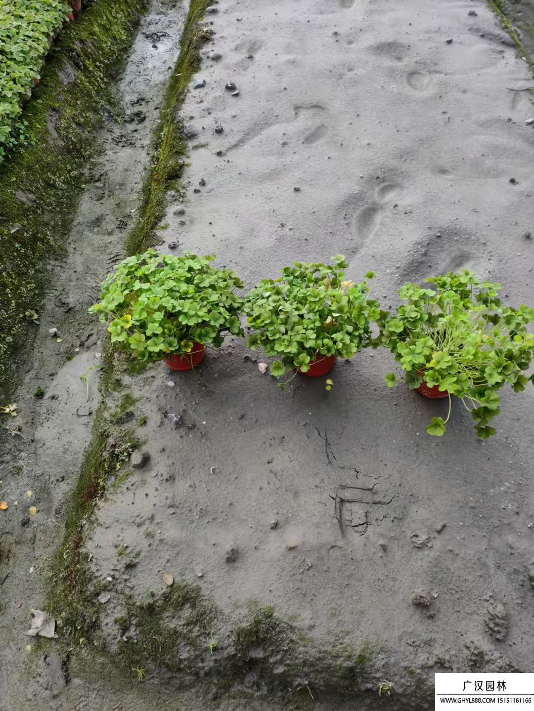 紅花酢漿草 紅花酢漿草