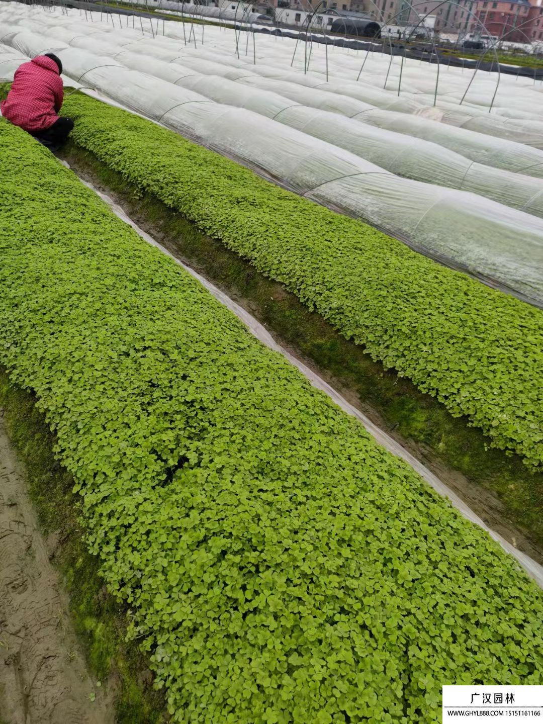 紅花酢漿草 紅花酢漿草