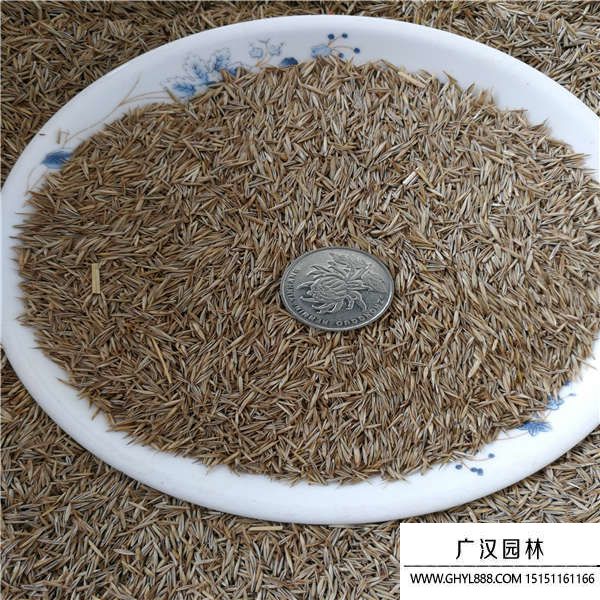 紫羊茅種子 紫羊茅種子