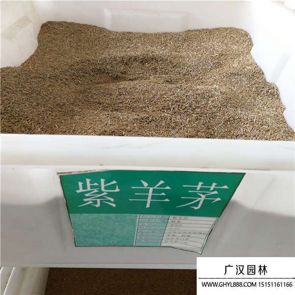 紫羊茅種子 紫羊茅種子