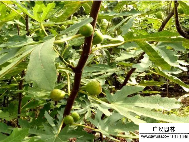 波姬紅無(wú)花果