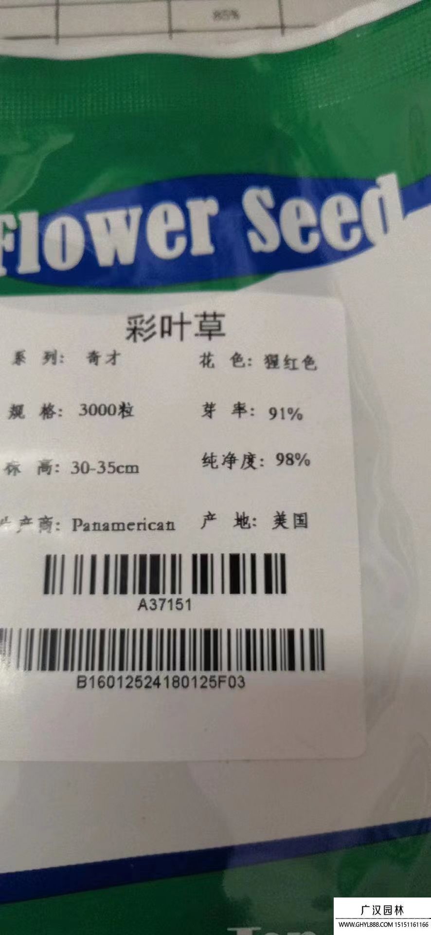 彩葉草種子 彩葉草種子