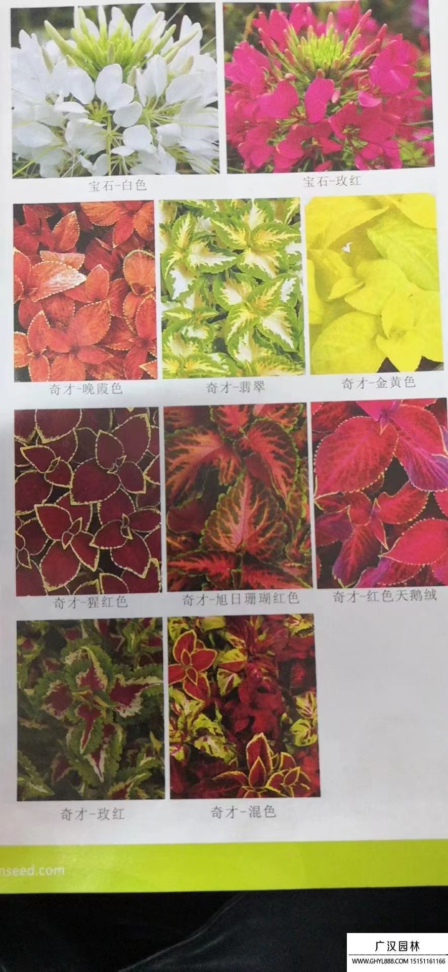 彩葉草種子 彩葉草種子