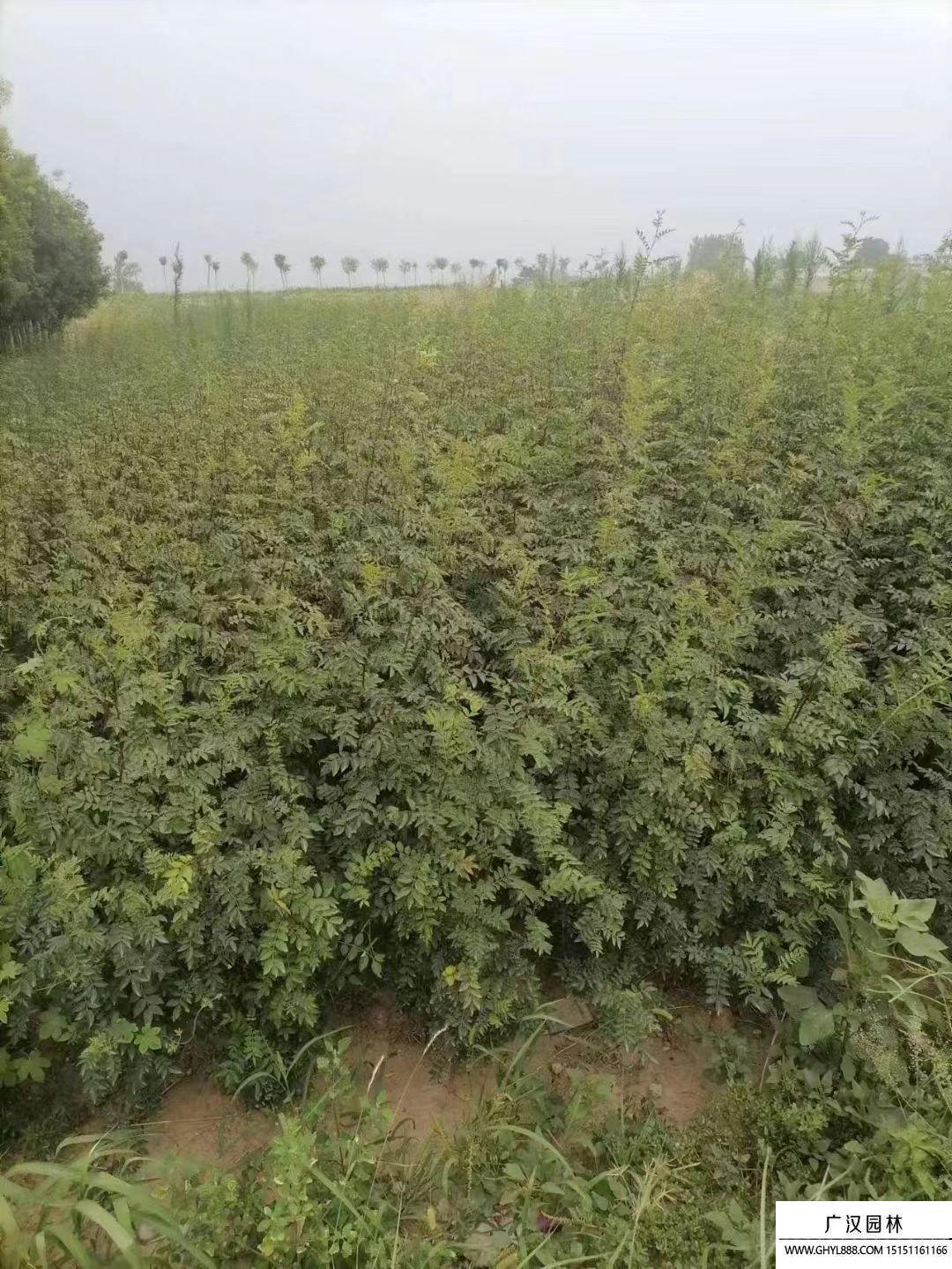 大紅袍花椒苗 大紅袍花椒苗