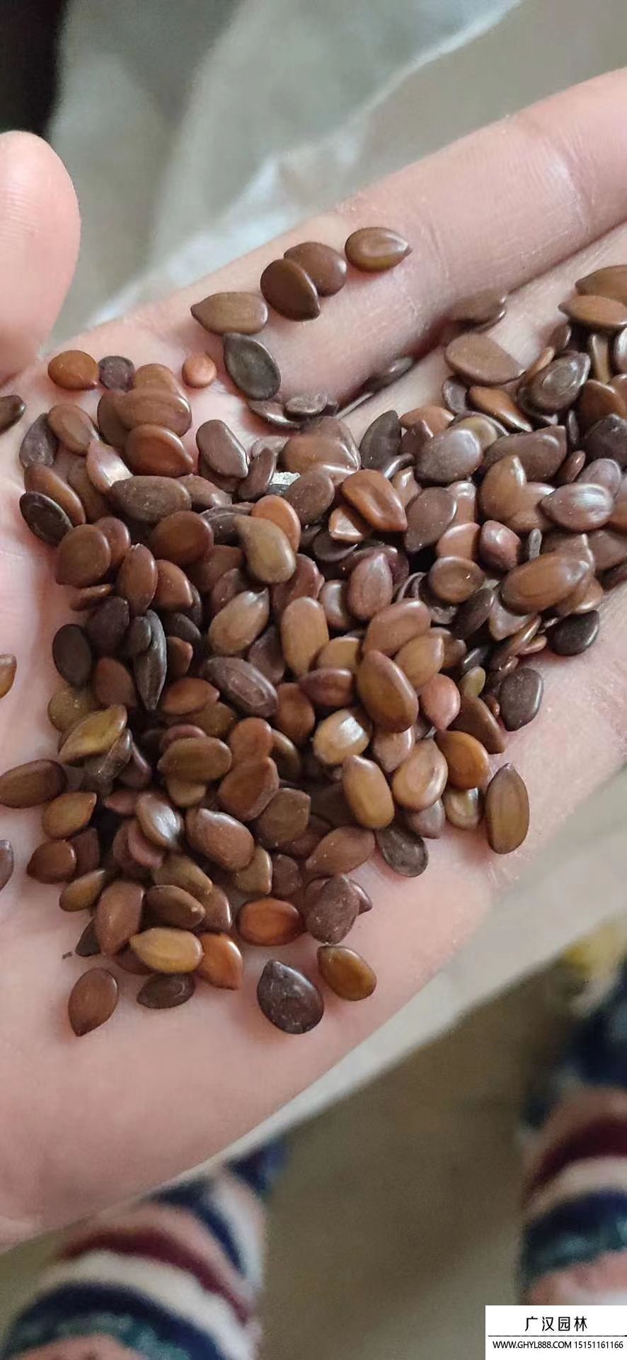 合歡種子 合歡種子