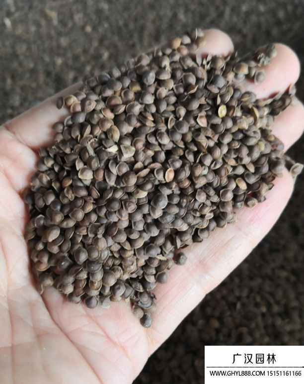 含羞草種子 含羞草種子