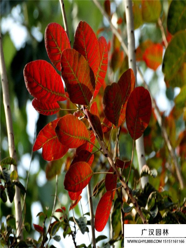 紅櫨樹(shù) 紅櫨樹(shù)