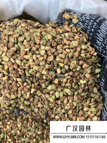 紅櫨種子 紅櫨種子