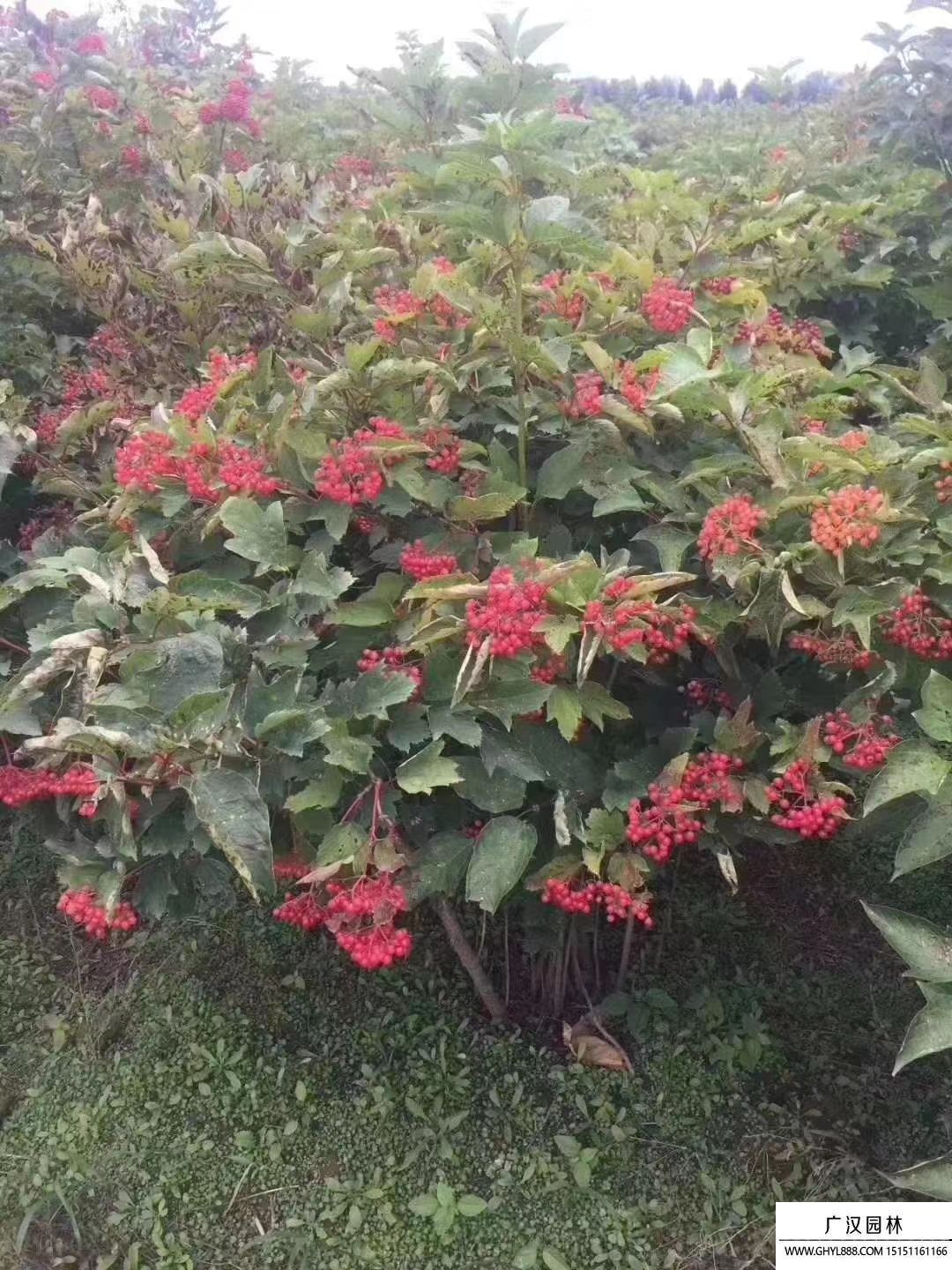 天目瓊花 天目瓊花